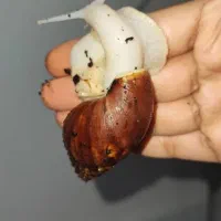 حلزون با کیفیت و زیبا