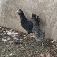 ۳ عدد جوجه گلین رنگ طوسی