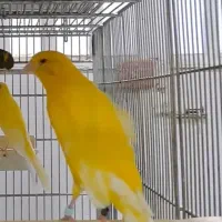 قناری رسمی بلند