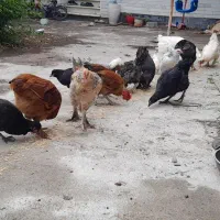 تعدادی جوجه پاپری و ژاپنی