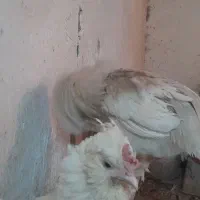 مرغ و خروس