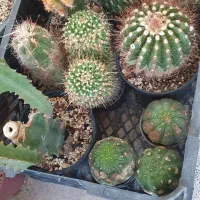 سبد کاکتوس و گیاه و گل