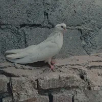 سفید ماده