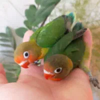 طوطی برزیلی‌،کوتوله سرلاکی . دستی . دانخور