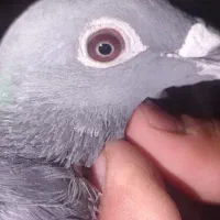 کفتر مسافت
