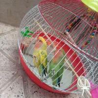 کوتوله برزیلی