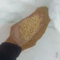 گندم ابی