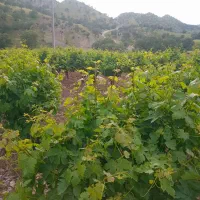برگ انگور سفید برا دلمه