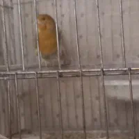 قناری|پرنده|شاهین‌شهر, گزبرخوار|دیوار
