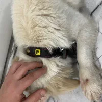 سگ peyda shode|سگ|کرج, گلشهر|دیوار