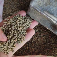 گرگرو خریدارم بوجار و به حال خود