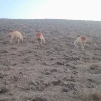 سلام ۵عددتقلی فروشی