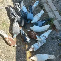 کبوتر