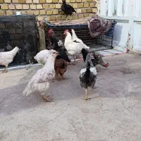 مرغ و خروس