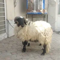 قصاب