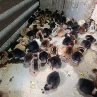 فروش جوجه گردن لخت شمالی کرچ شو