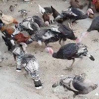 بوقلمون