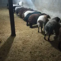 بره نر