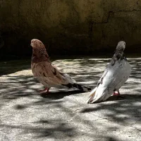 سرور قطعه دار درجه یک