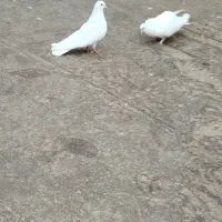 کفتر