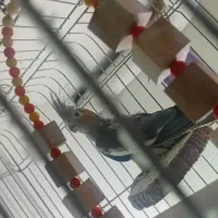 عروس هلندی دانخور