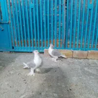 پلاس لاهور الماسی کاکلی