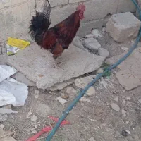 خروس