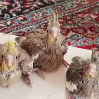 جوجه عروس هلندی