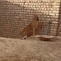 سگ توله نر