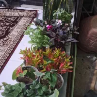 گل و گیاه