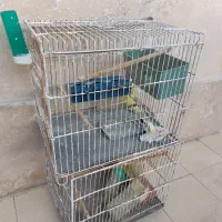 دو عدد قفس پرنده .مرغ عشق