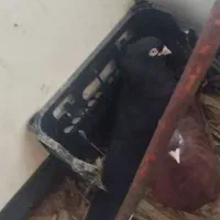 کبوتر