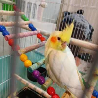 جوجه عروس هلندی