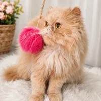 گربه پرشین دال فیس سلطنتی رنگ گلدDoll Face Persian