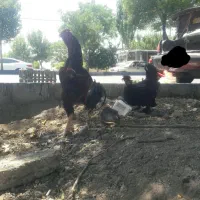 خروس لاری