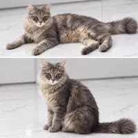فروش مادر و بچه گربه مو بلند و پشم آلو
