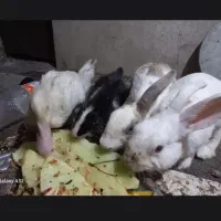خرگوش