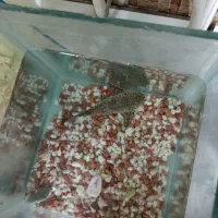 ماهی لجنخوار