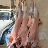 گوسفند زنده و بره همراه با قصاب سلاخ ذبح دام سیار
