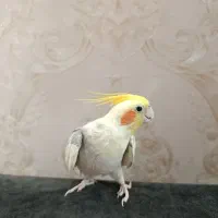 یک جفت عروس هلندی نروماده