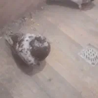 کفتر سار و ساده