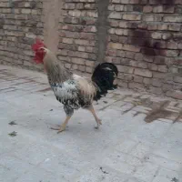 ۱عدد خروس