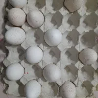 تخم نطفه دار بوقلمون