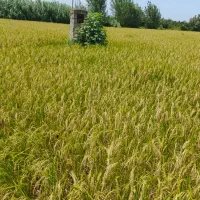 زمین-کشاورزی-به-متراژ-5640