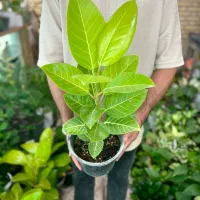 گلخانه بامبو شیراز، زرقان ،مرودشت آنلاین‌ حضوری