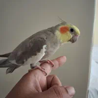 عروس هلندی مولد با جوجه