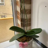 گل طبیعی ارکیده