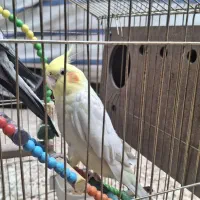 دوتا عروس هلندی نرو ماده با قفس