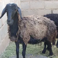 میش و بره افشار رگایی