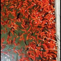 تولید و فروش ماهی گلی